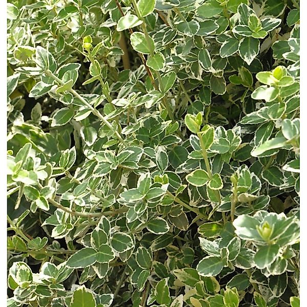 Weißbunte Kriechspindel Emerald Gaiety 60-80cm - Euonymus fortunei günstig online kaufen