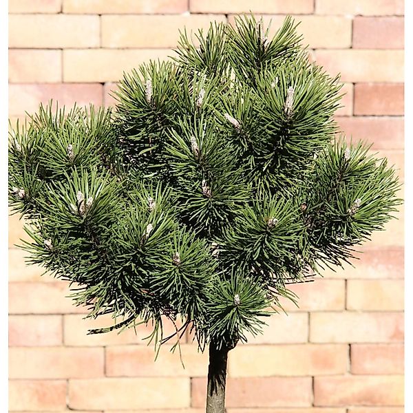 Hochstamm Kugelkiefer Mops 60-80cm - Pinus mugo günstig online kaufen