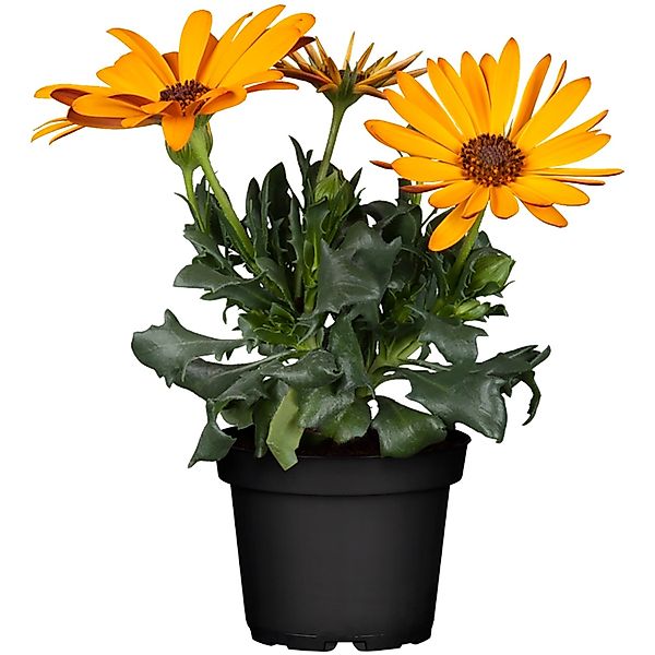 Kapkörbchen Margerita Orange Topf-Ø 12 cm Osteospermum ecklonis günstig online kaufen