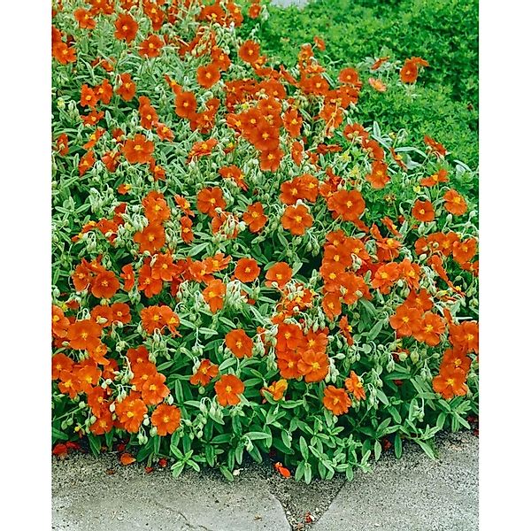 Helianthemum X Cult. Watergate Orange Sonnenröschen Ca. 9x9 cm Topf günstig online kaufen