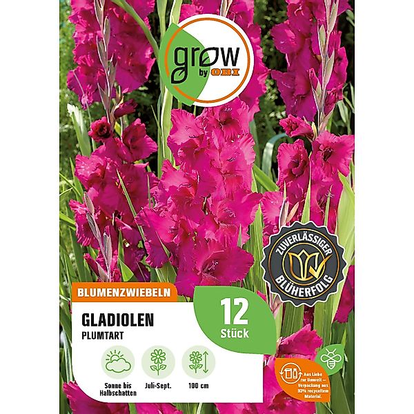 GROW by OBI Gladiole Plumtart Höhe ca. 100 cm Gladiolus grandiflorus günstig online kaufen