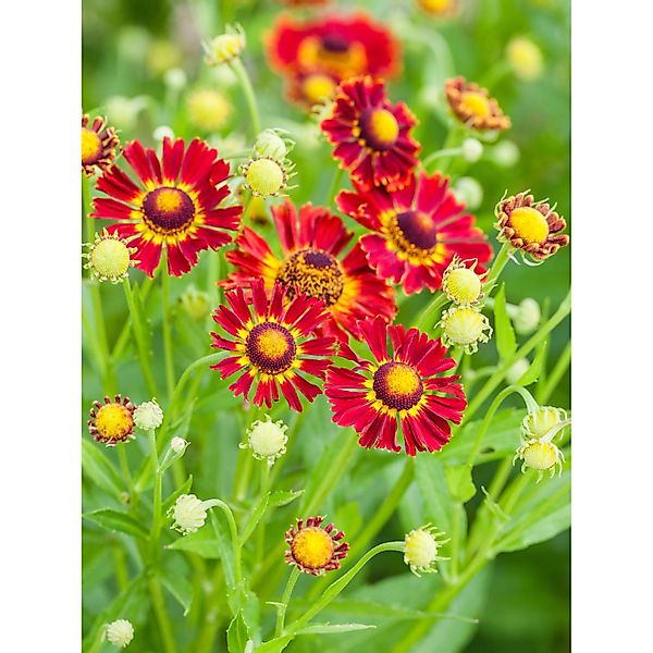 Garten-Sonnenbraut Moerheim Beauty Rot Topf-Ø ca. 9 cm x 9 cm Helenium günstig online kaufen