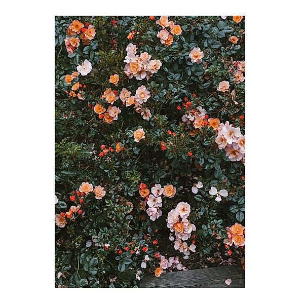Rose Poster 70 x 100cm günstig online kaufen