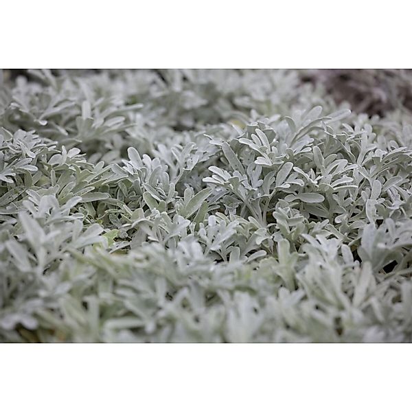 Artemisia Stelleriana Silberwurz Ca. 9x9 cm Topf günstig online kaufen