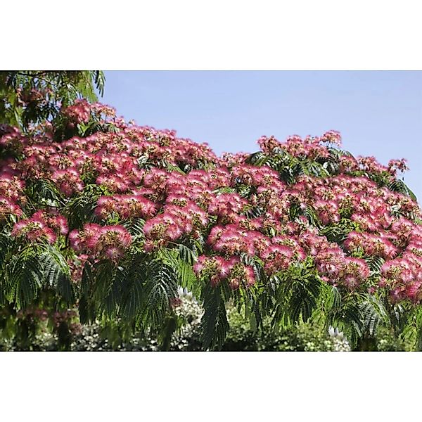 Albizia Julibrissin Ombrella Seidenbaum 40–60 cm günstig online kaufen
