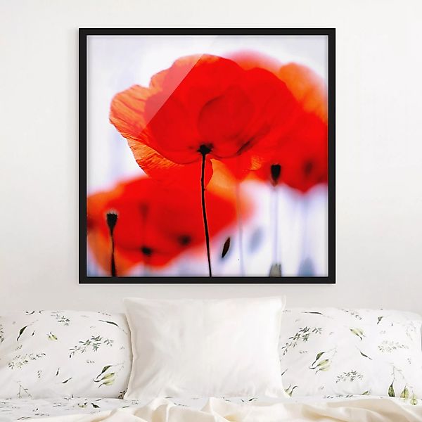 Bild mit Rahmen Blumen - Quadrat Magic Poppies günstig online kaufen