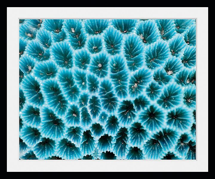 queence Bild »Agata«, Meer-Wassertiere-Kunst, (1 St.), HD Premium Poster-Dr günstig online kaufen