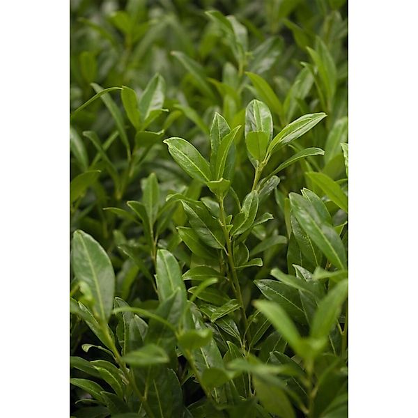 Prunus laurocerasus 'Herbergii' 40-60 cm günstig online kaufen