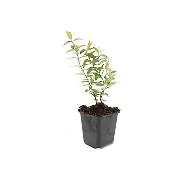 Exotenherz Bodendecker Großblumiges Johanniskraut Hypericum Hidcote 9cm Top günstig online kaufen