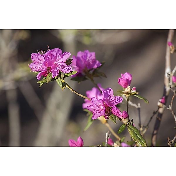 Rhododendron Dauricum Boskoop Ostara Rosa Blüten 30–40 cm günstig online kaufen
