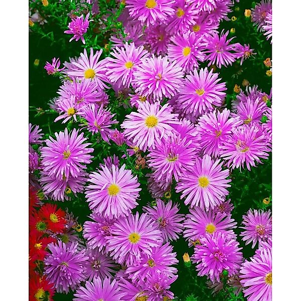 Aster Novi-belgii Karminkuppel Glattblattaster Ca. 9x9 cm Topf günstig online kaufen