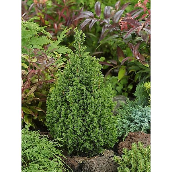 Chamaecyparis Thyoides Top Point Scheinzypresse 20–30 cm günstig online kaufen