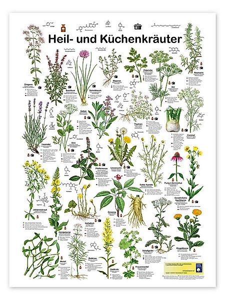 Posterlounge Wandbild Heil- und Küchenkräuter, Planet Poster Editions, erhä günstig online kaufen
