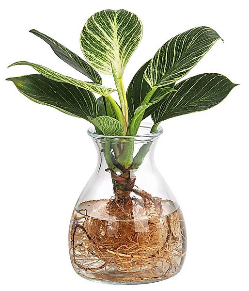 Dehner Zimmerpflanze Waterplant Kingston, Philodendron, im Glas, Philodendr günstig online kaufen