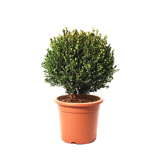 KENTIS Buxus Microphylla Faulkner H 40/50 cm Kugel Ø 30/35 cm Topf Ø 24 cm günstig online kaufen