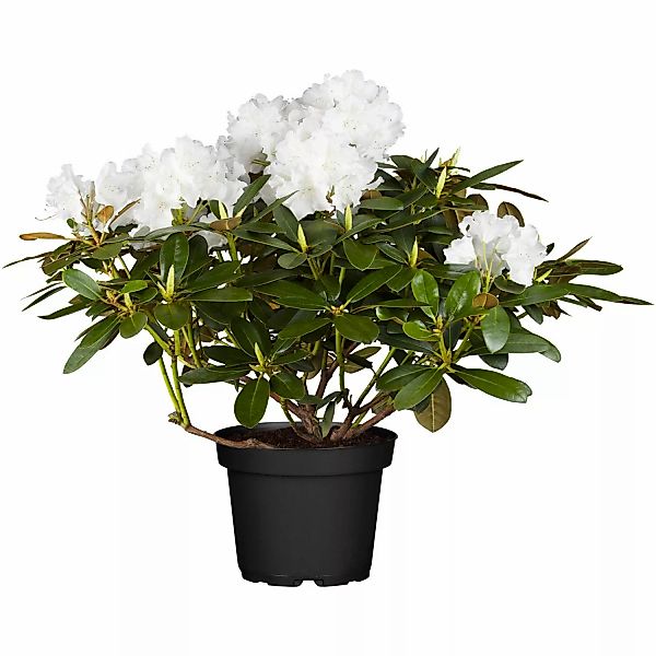 OBI Yaku-Rhododendron Schneekrone Weiß Höhe ca. 20 - 30 cm Topf ca. 5 l günstig online kaufen