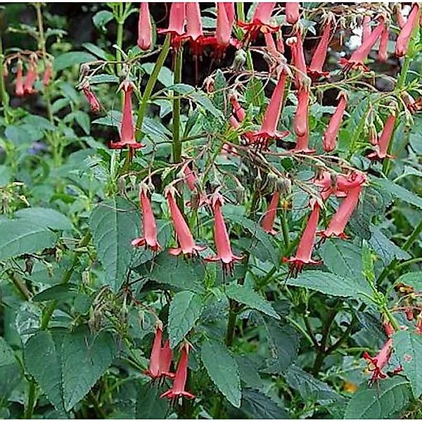 Bartfaden Cocconeus - Penstemon barbatus günstig online kaufen