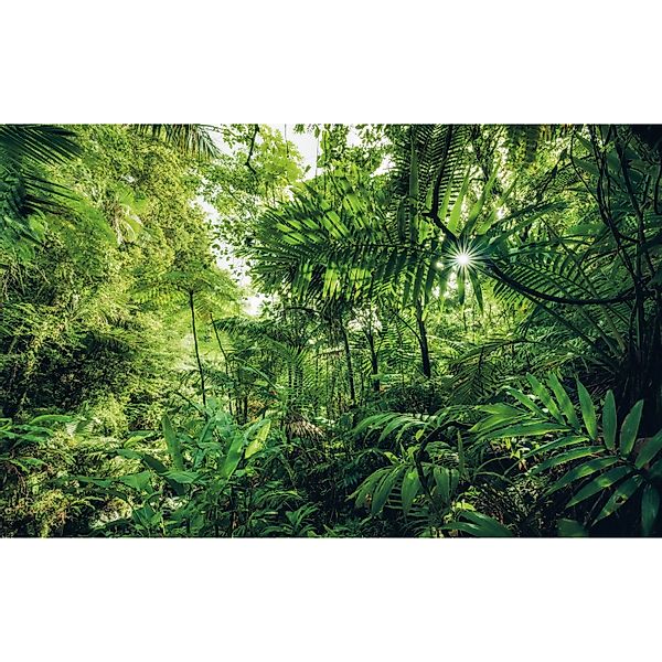 Komar Fototapete Vlies Into The Jungle  400 x 250 cm günstig online kaufen