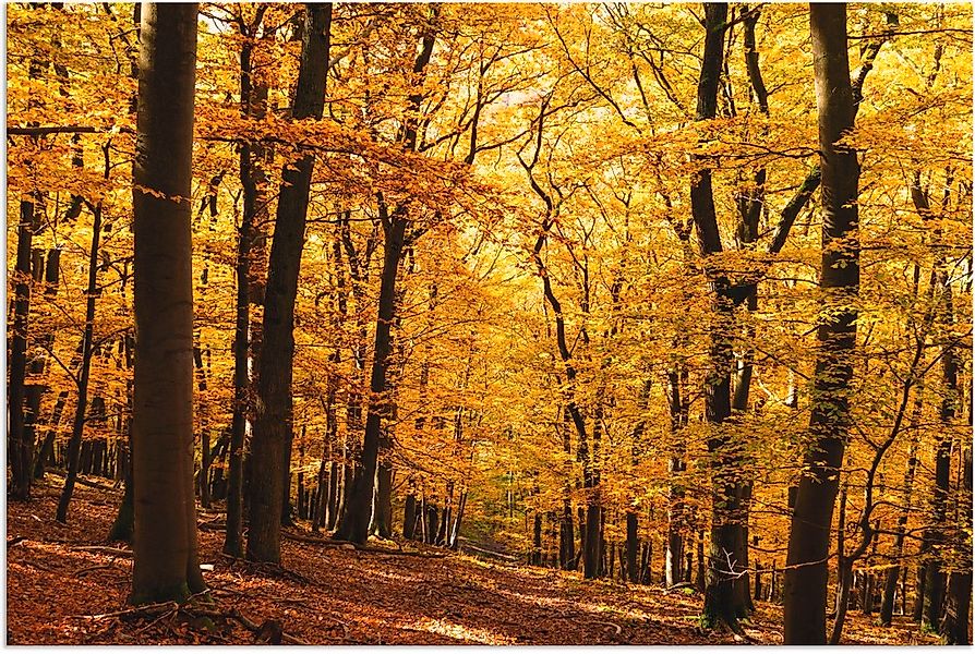 Artland Wandbild "Spaziergang im Herbstwald", Wald, (1 St.), als Alubild, O günstig online kaufen