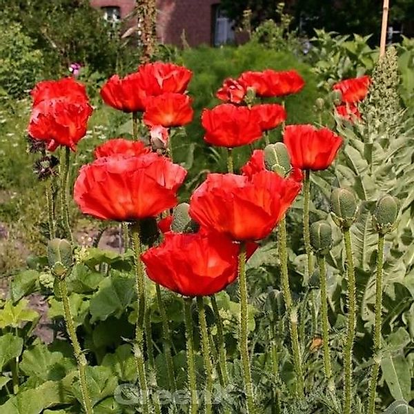 Türkischer Mohn Rembrandt - Papaver orientale günstig online kaufen