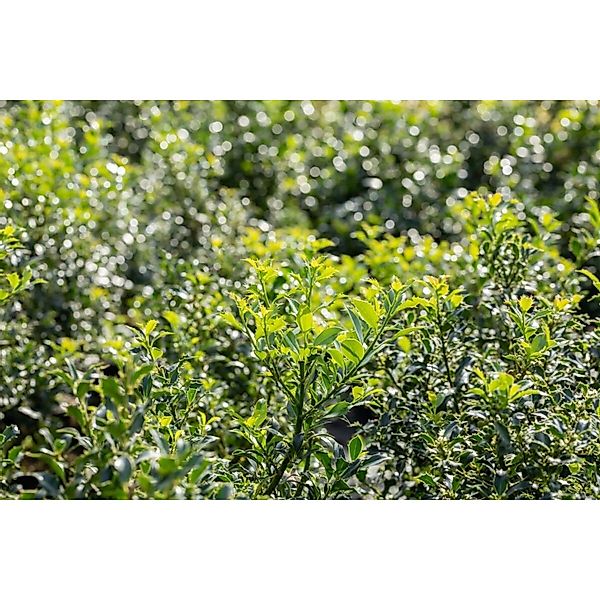 Ilex aquifolium 'Pyramidalis' 100-125 cm günstig online kaufen