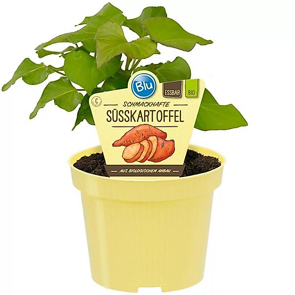 Blu Süßkartoffel Topf-Ø ca. 12 cm günstig online kaufen