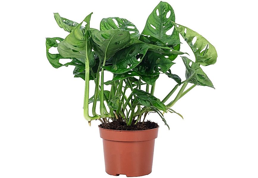Flowerbox Zimmerpflanze Fensterblatt - Monstera 'Monkey', pflegeleicht - Hö günstig online kaufen
