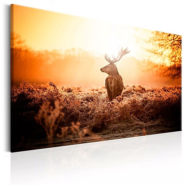 Wandbild - Deer In The Sun günstig online kaufen
