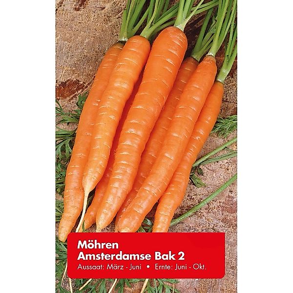 Möhre Amsterdamse Bak 2 Zoll günstig online kaufen