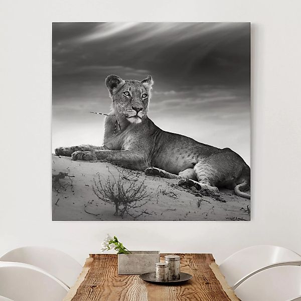 Leinwandbild Tiere - Quadrat Resting Lion günstig online kaufen