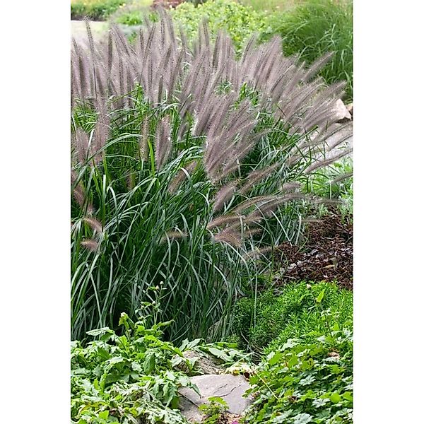 Pennisetum Alopecuroides Moudry Lampenputzergras Ca. 11x11 cm Topf günstig online kaufen