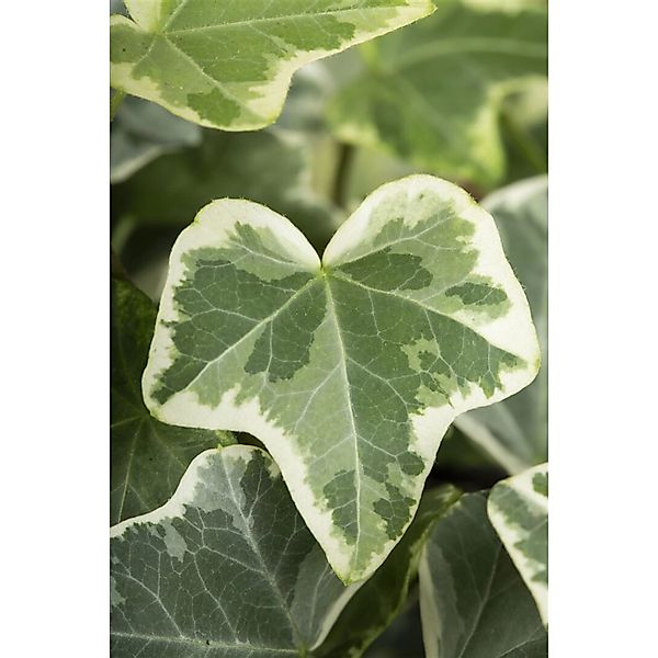 Hedera Helix Eva Efeu Grün-Gelb 60–100 cm günstig online kaufen