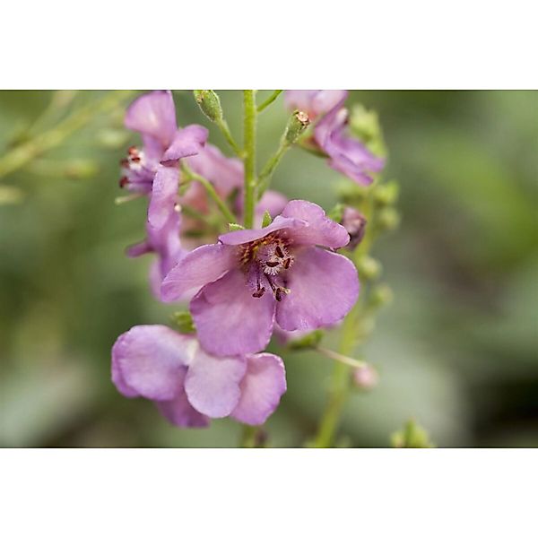 Verbascum Phoeniceum Violetta Purpur Königskerze Ca. 9x9 cm Topf günstig online kaufen