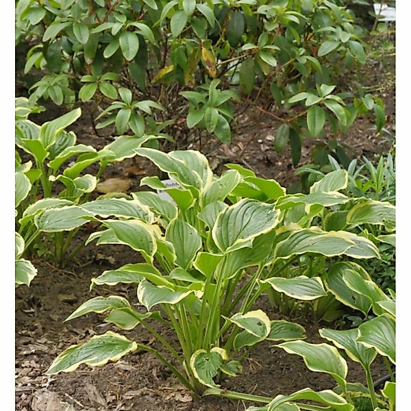 Grünblattfunkie So Sweet - Hosta plantaginea günstig online kaufen