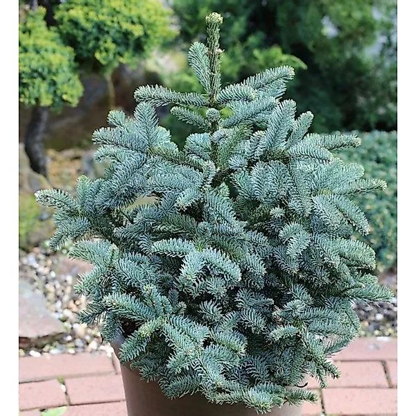 Kompakte Silbertanne Obrighoven 70-80cm - Abies procera günstig online kaufen