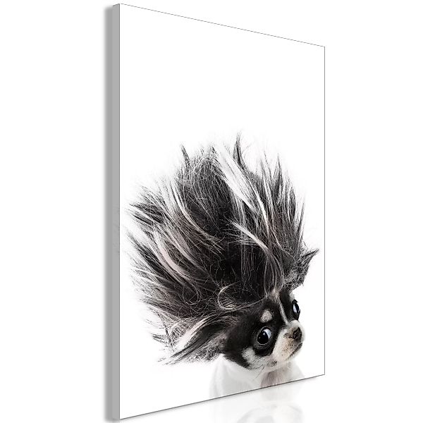Wandbild - Chihuahua (1 Part) Vertical günstig online kaufen