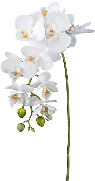 Kunstorchidee Orchidee Phalaenopsis Orchidee, Creativ green, günstig online kaufen