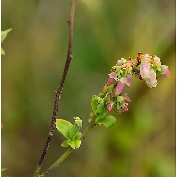 Heidelbeere Polaris 30-40cm - Vaccinium corymbosum günstig online kaufen