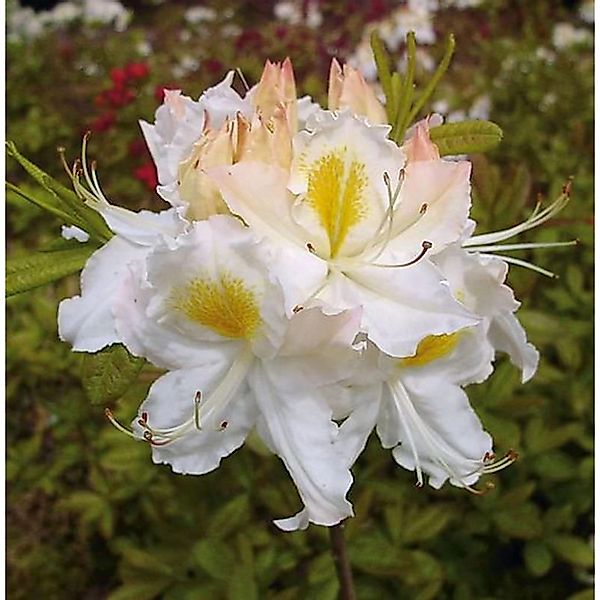 Azalee Schneegold 50-60cm - Rhododendron luteum - Alpenrose günstig online kaufen