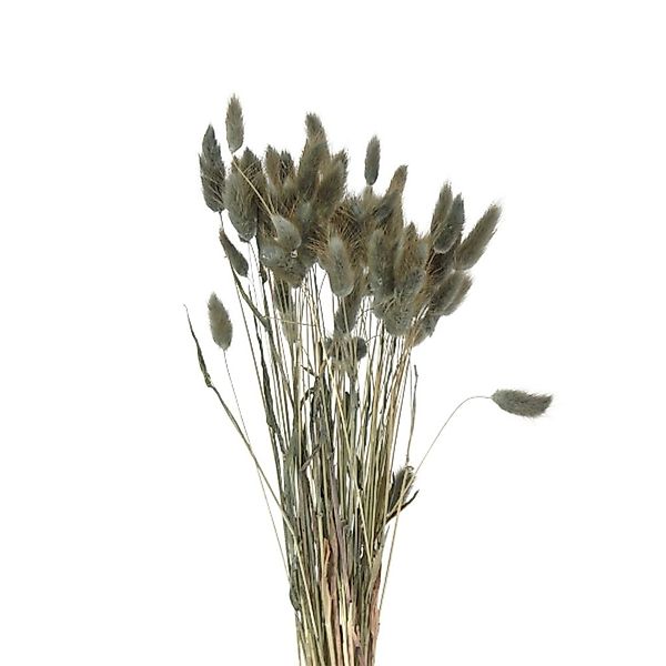 Samtgras 50 Stiele ca. 50–60 cm – Trockenblumen Lagurus grau günstig online kaufen