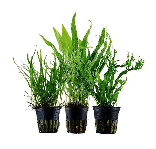 Aquaone Wasserpflanze Pflanzen Set mit 3 Javafarn Wasserpflanzen Nr.132 günstig online kaufen