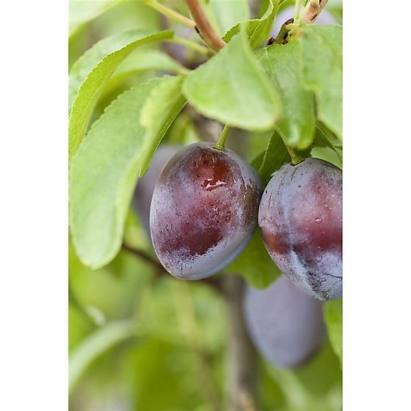 Prunus Domestica Stanley Zwetschge CAC 150-200 cm günstig online kaufen