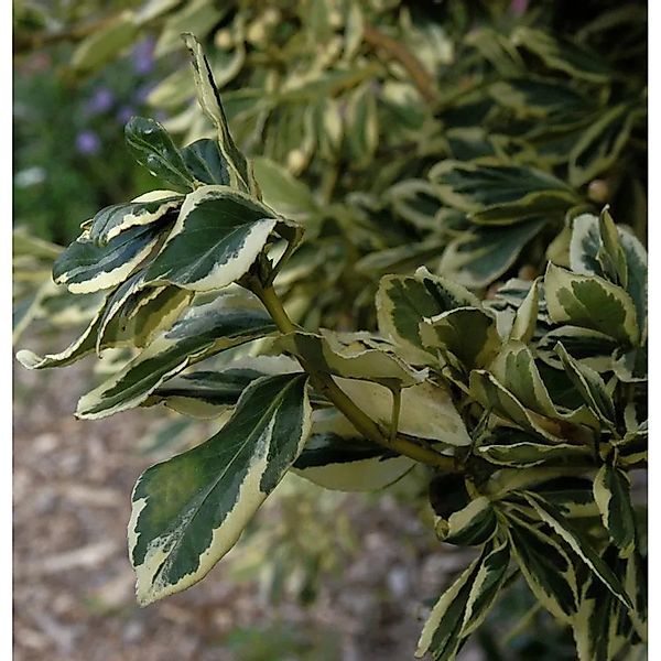 Spindelstrauch White Spire 25-30cm - Euonymus japonicus günstig online kaufen
