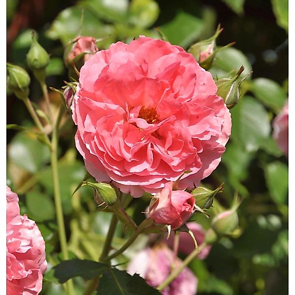 Hochstamm Rose Rosarium Uetersen 80-100cm günstig online kaufen