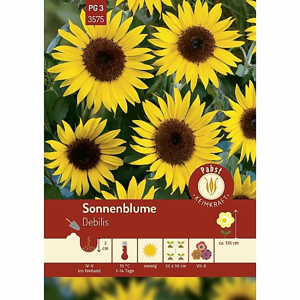 Pabst Keimkraft Sonnenblume Debilis Saatgut günstig online kaufen
