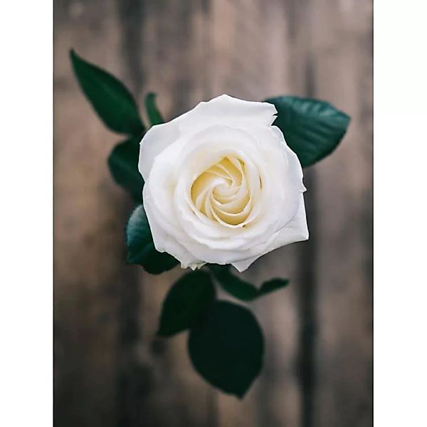 OH2 | Set mit 6 großblütigen Rosen Gloria Dei günstig online kaufen