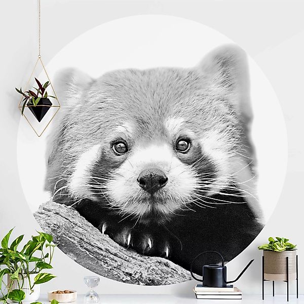 Runde Fototapete Roter Panda in Schwarz-weiß günstig online kaufen