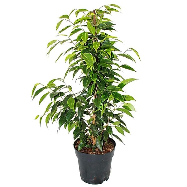 Exotenherz Ficus Benjamini Anastasia im 17cm Topf günstig online kaufen