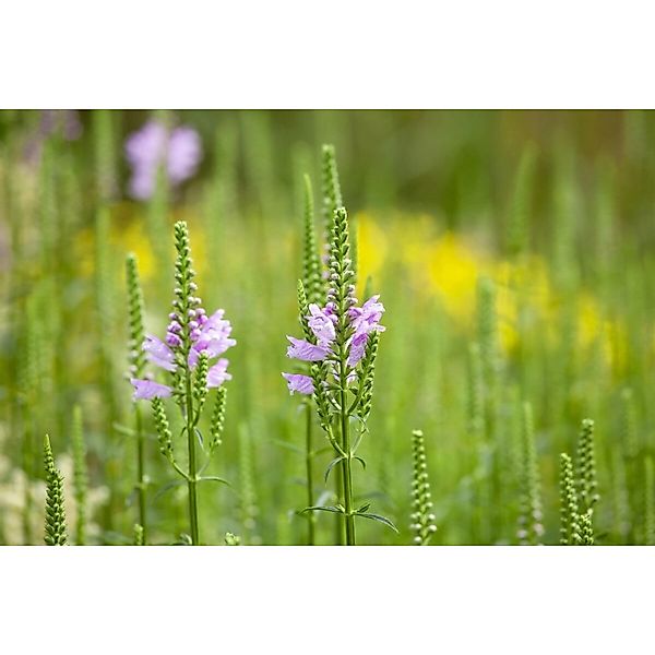 Physostegia Virginiana Bouquet Rose Virginische Gelenkblume Ca. 9x9 cm Topf günstig online kaufen
