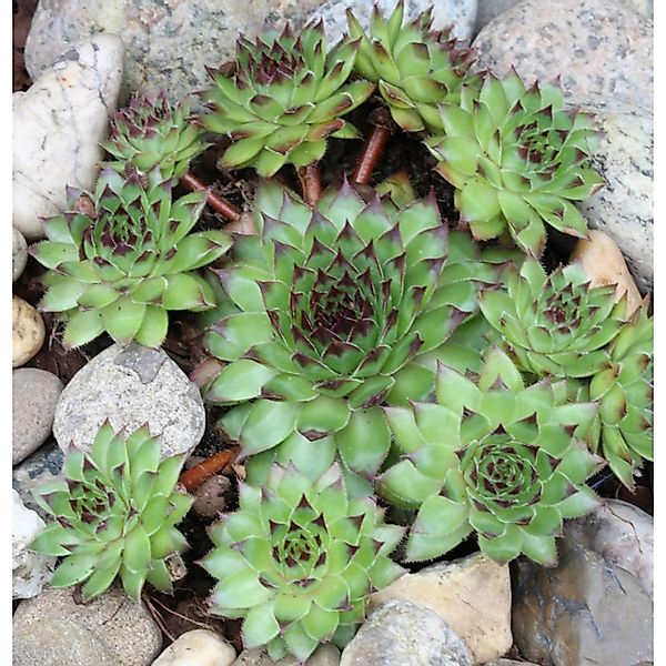 Hauswurz Mettenianum - Sempervivum tectorum günstig online kaufen